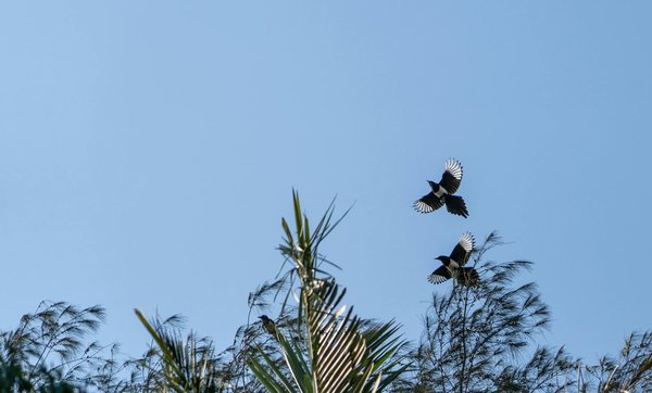 Découvrez les incroyables bienfaits de la spiruline pour renforcer votre système immunitaire